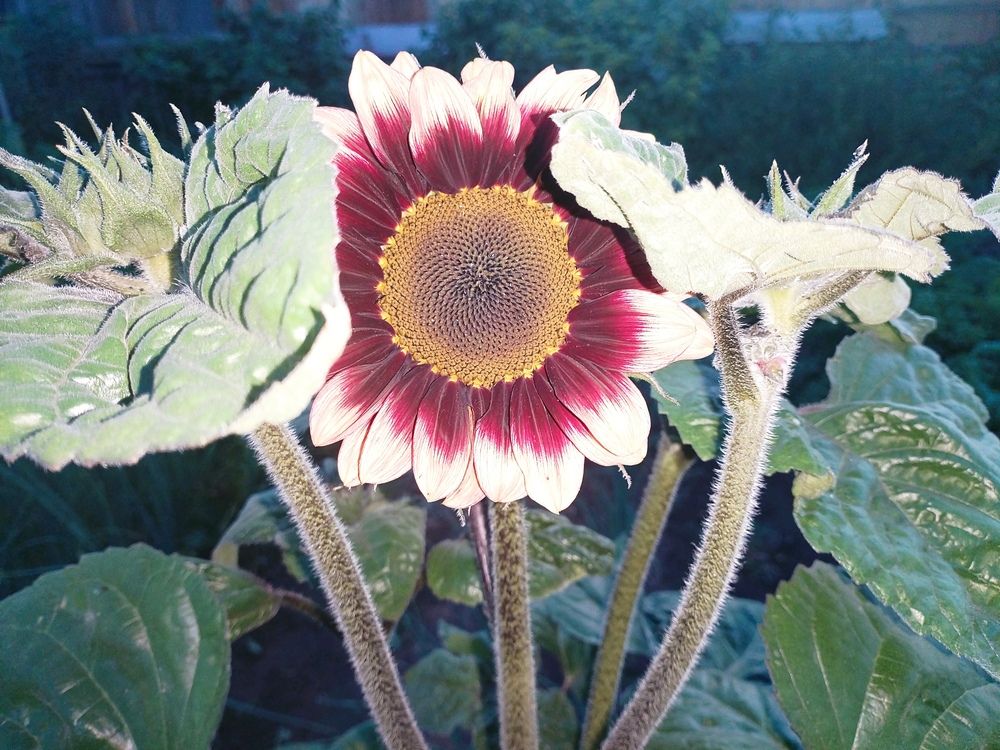 Photograph by Светлана Середина