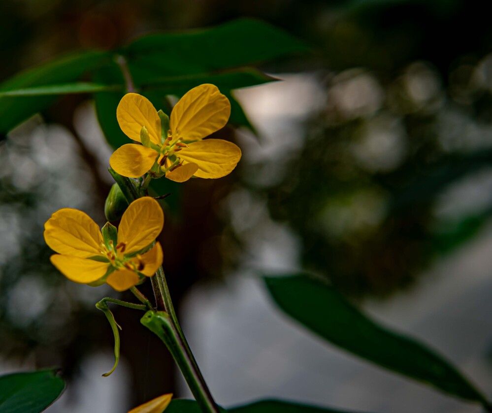 Фотография автора savitri Rawat