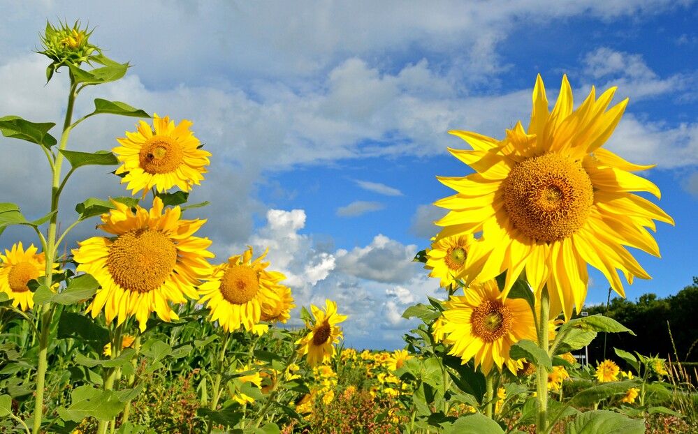 Photograph by Marjo Steffen