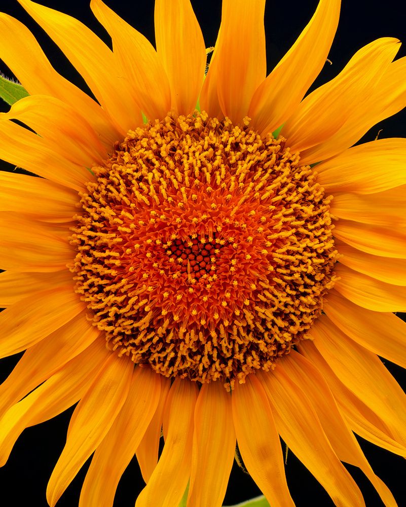 Photograph by Sahar Jafari