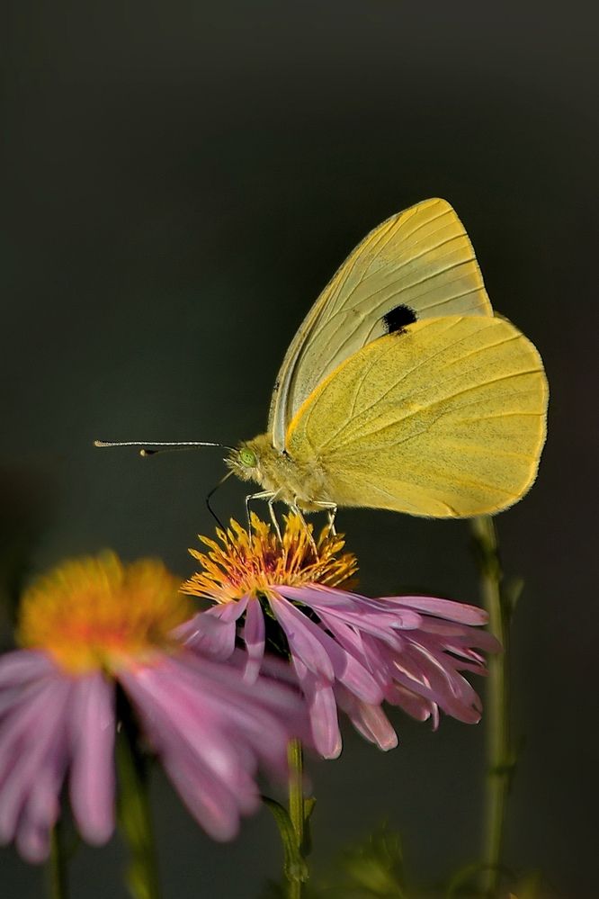 Photograph by Татьяна Бравая