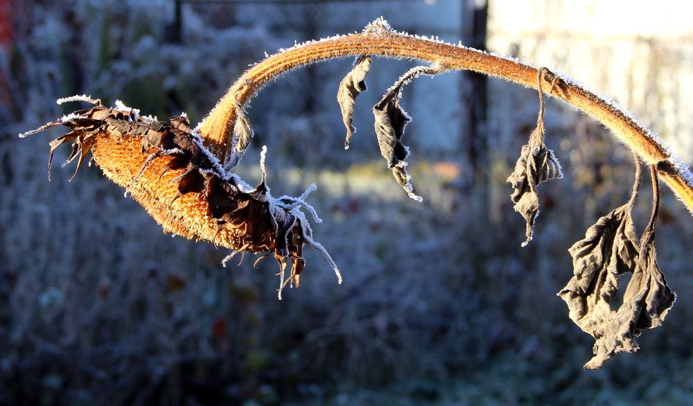 Photograph by Жанна Нечаева