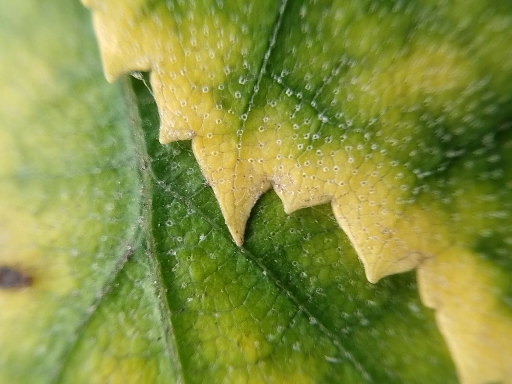 Photograph by Лилия