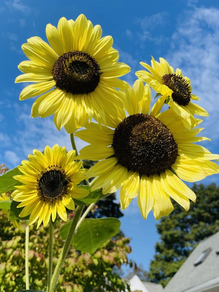 Фотография автора Olga Andriuc