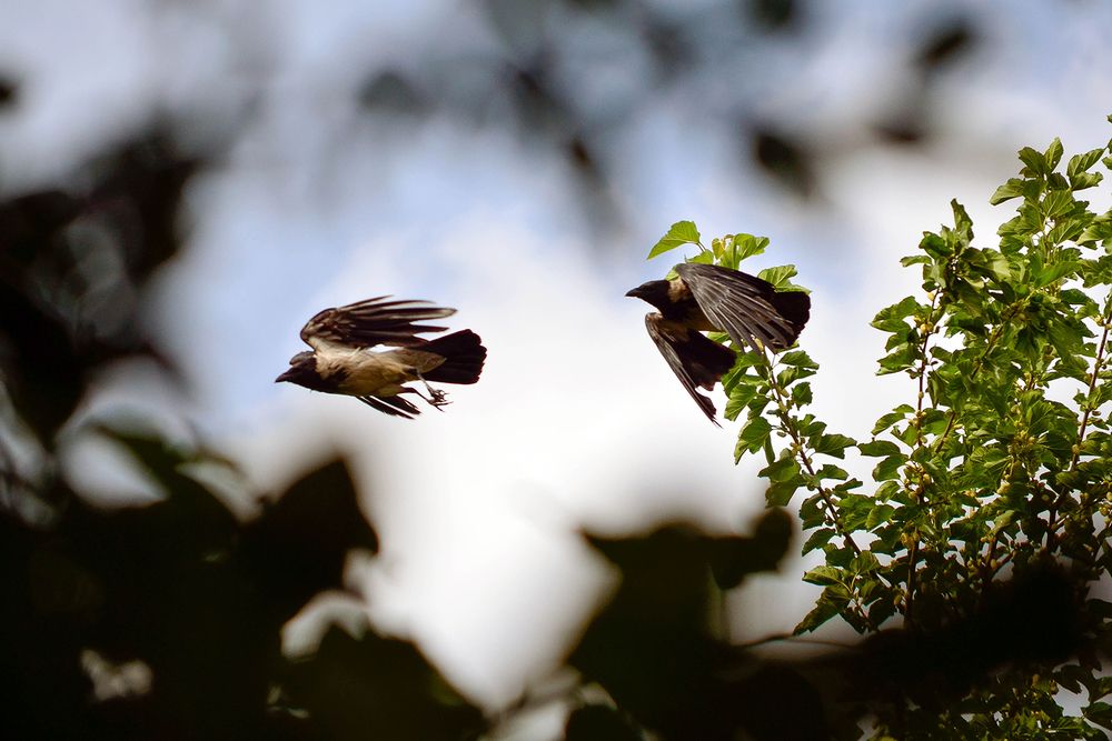 Photograph by Sahar Jafari