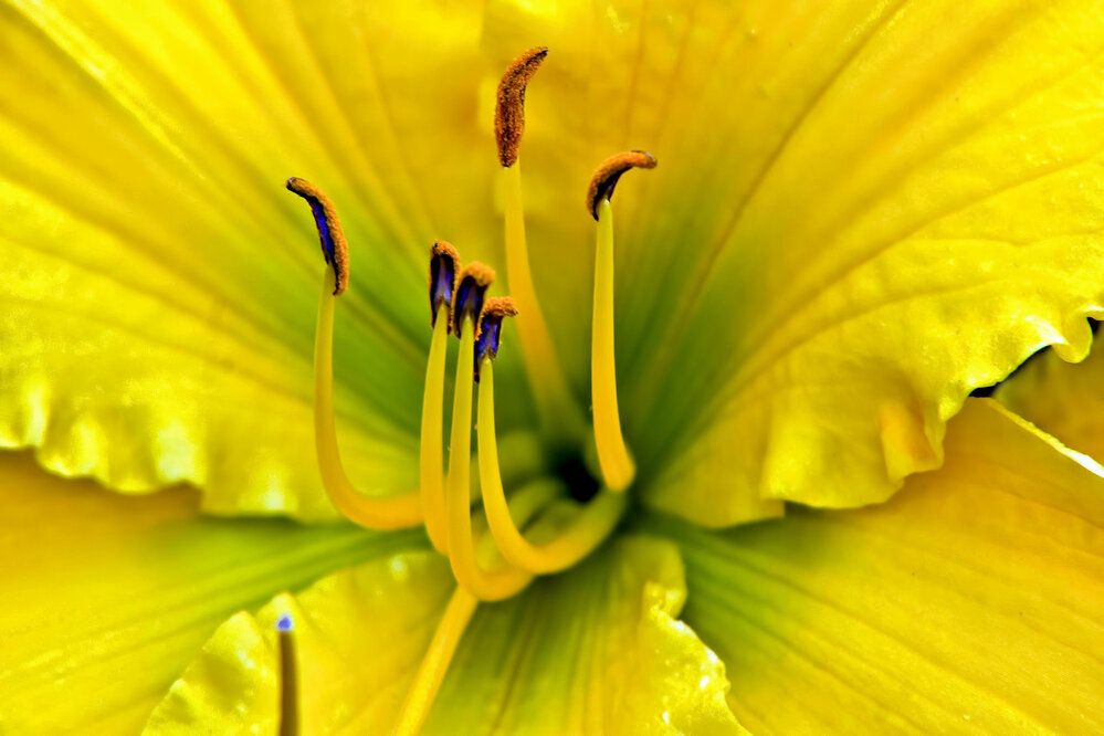 Photograph by A. G. Bisschop