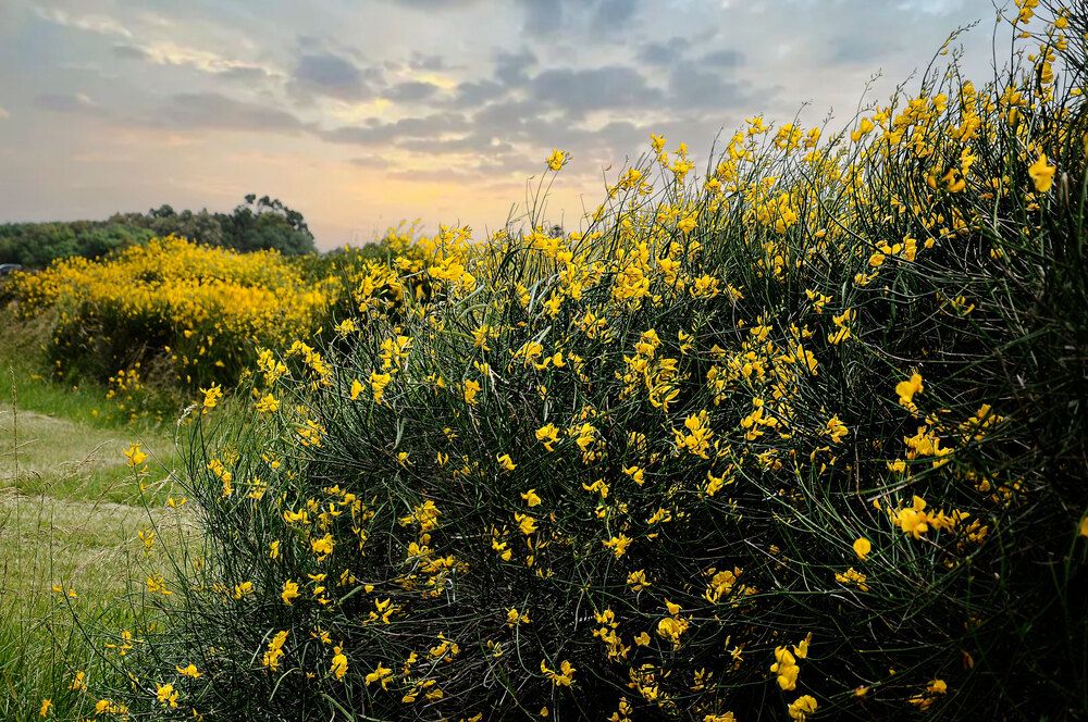 Otoño en Santa Clara.