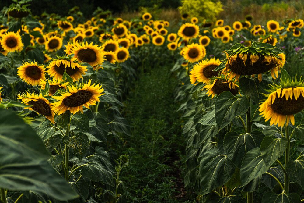 Photograph by Людмила Баймухаметова