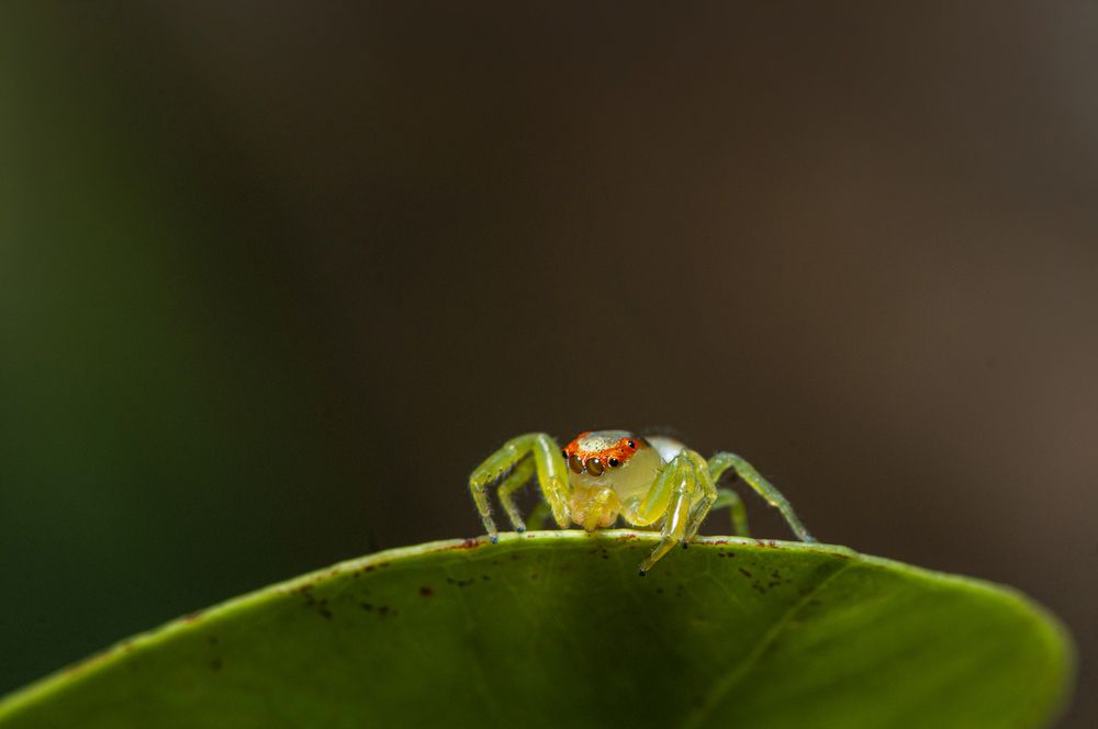 Photograph by Chamara Sulakkhana Polwatta Siriyalage