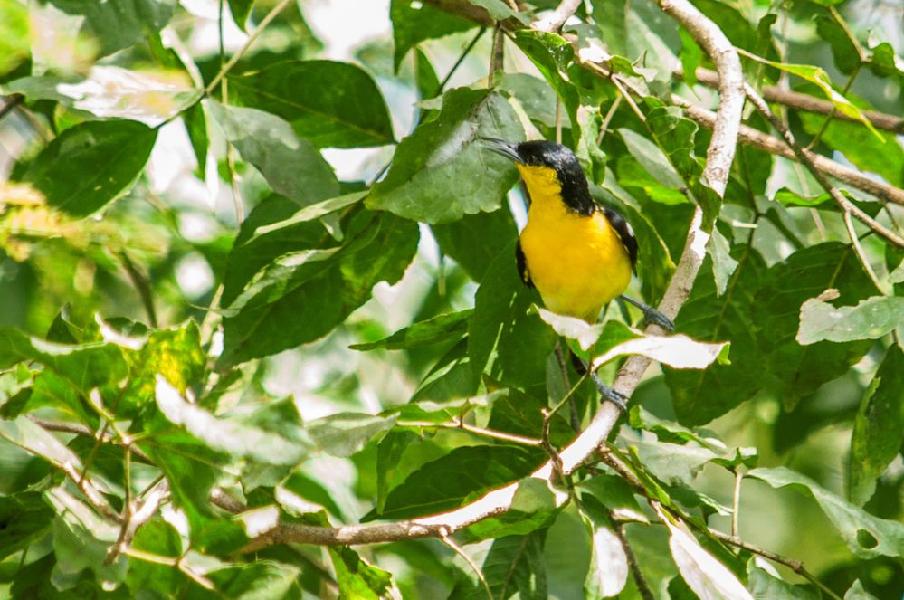 Photograph by Chamara Sulakkhana Polwatta Siriyalage