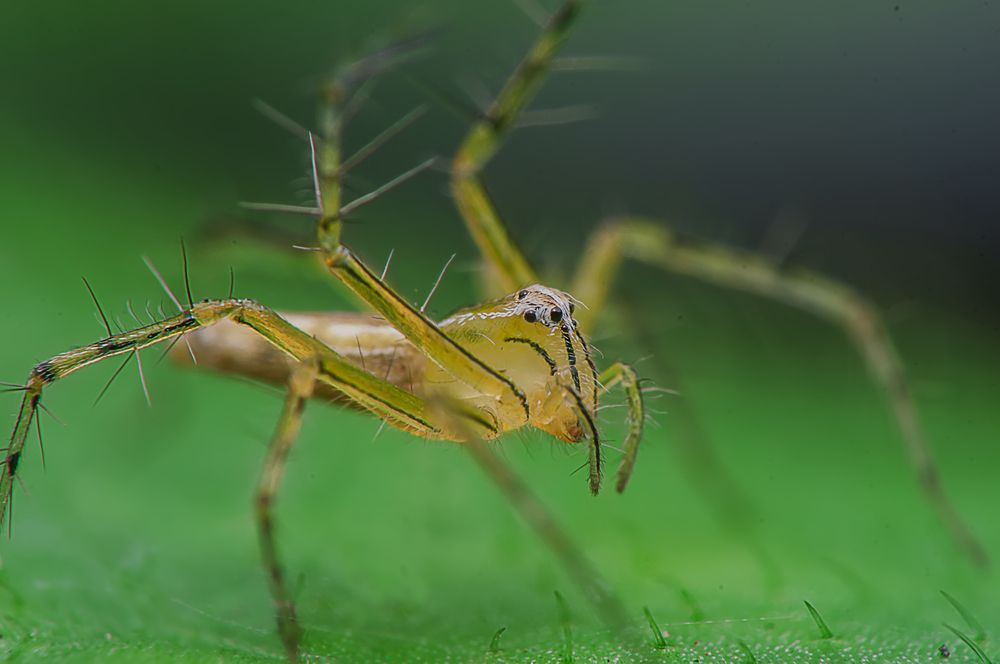 Photograph by Chamara Sulakkhana Polwatta Siriyalage