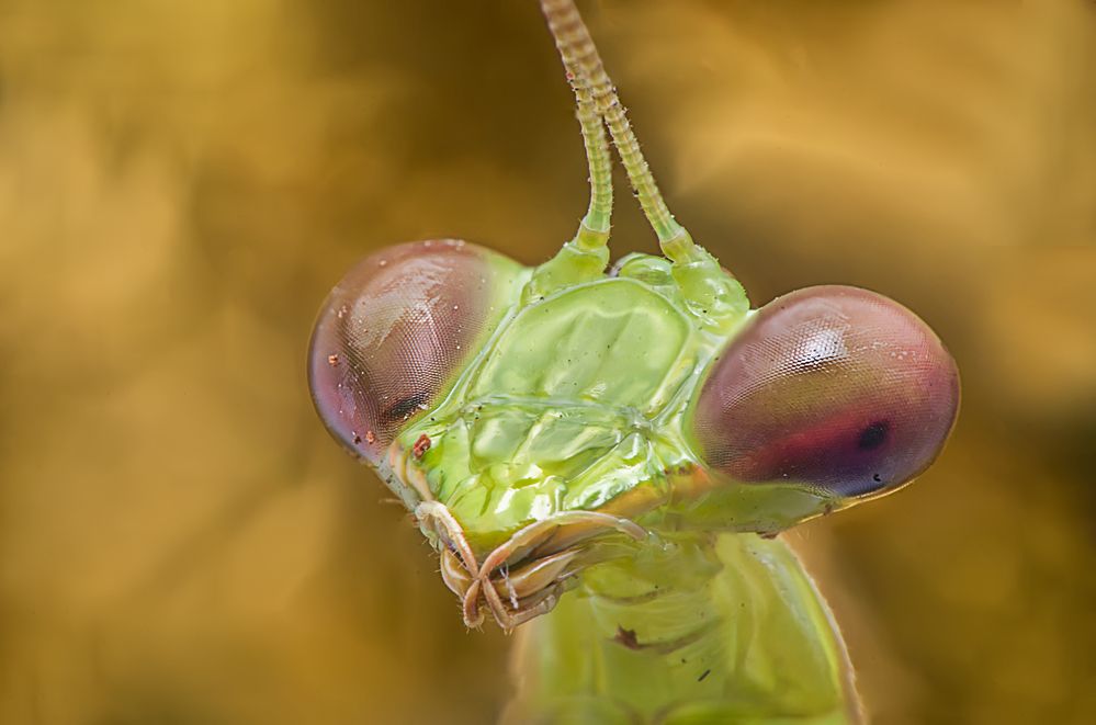 Photograph by Chamara Sulakkhana Polwatta Siriyalage