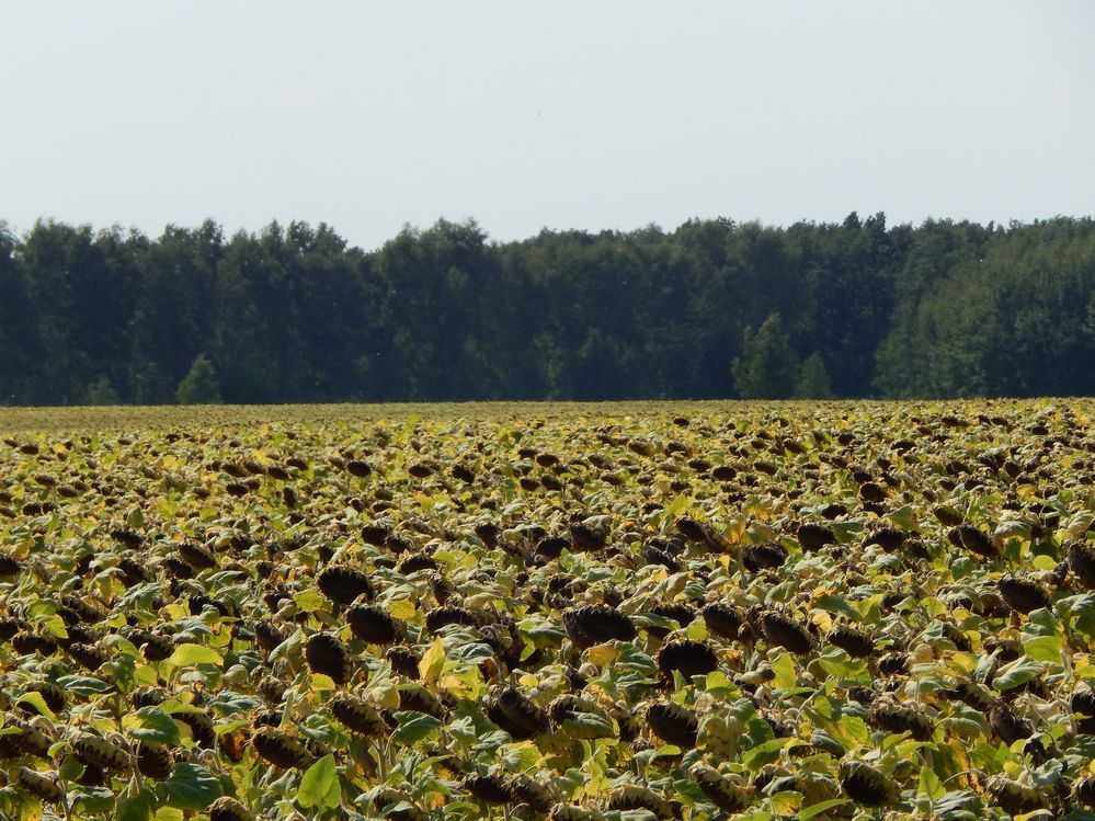 Photograph by Ирина Самойленко