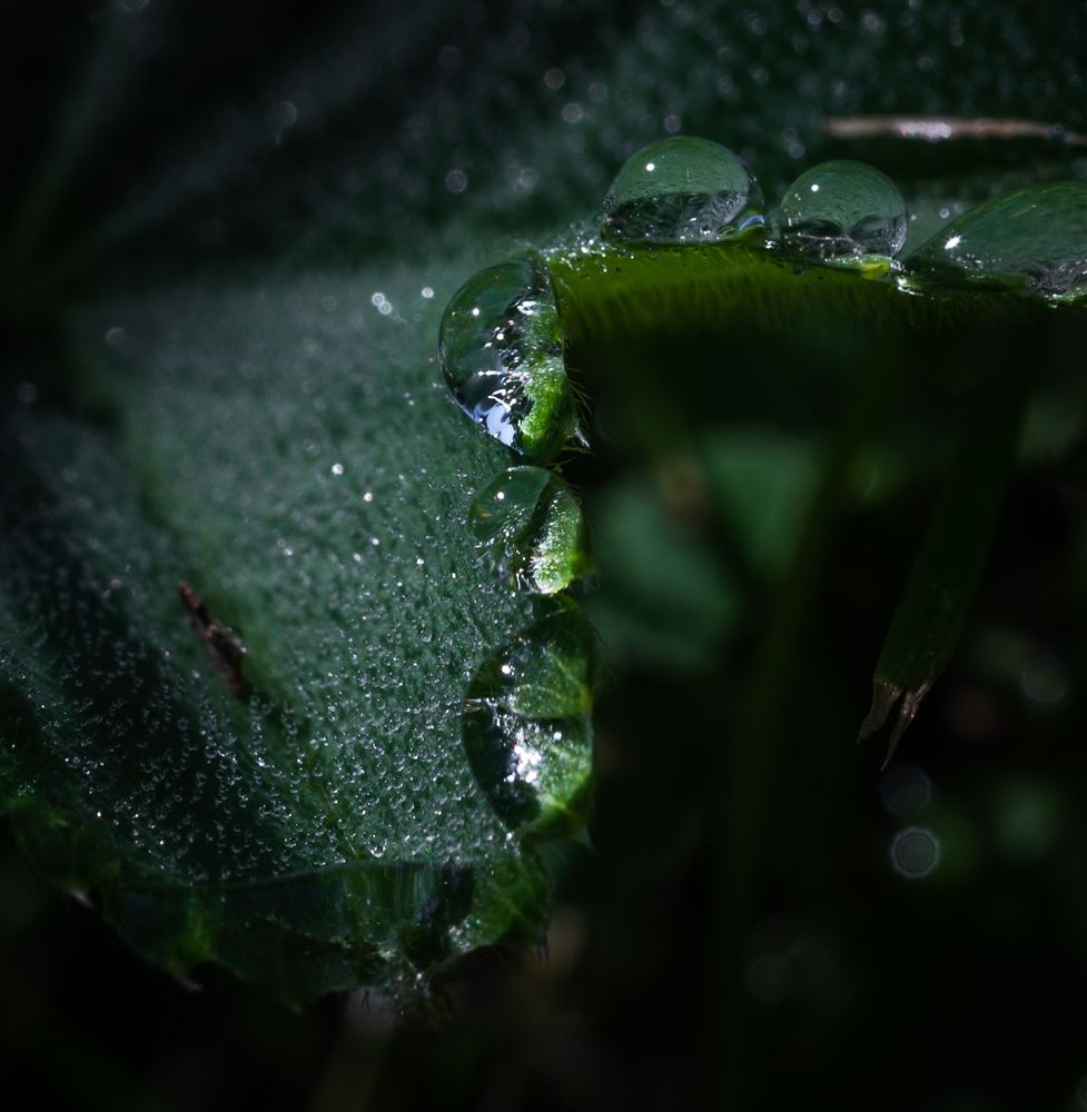 Photograph by Анна Стрелковская