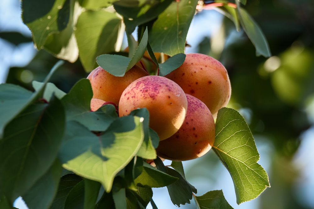 Фотография автора Zakharov Armen