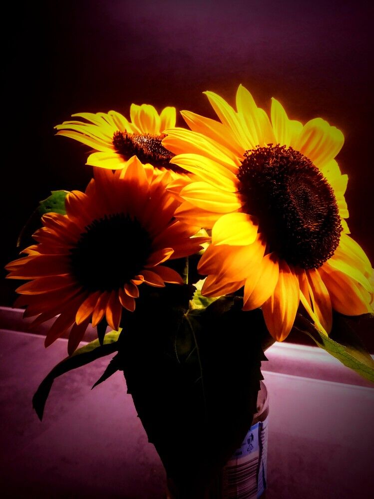 Фотография автора Jindřiška Kučerová