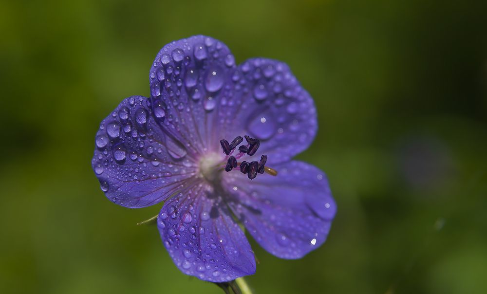 Photograph by Наталья Дроздова