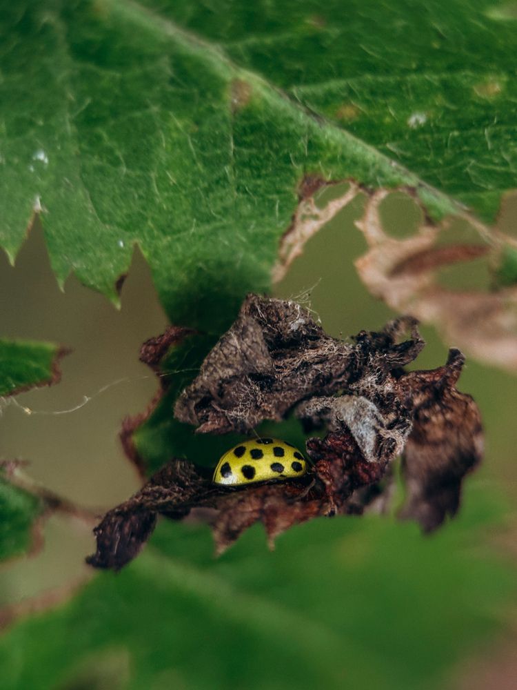 Photograph by Елена Михалева