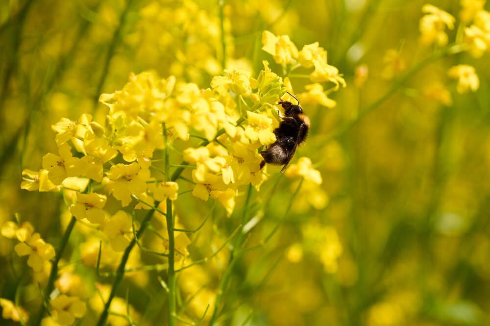 Photograph by Аверина Елена