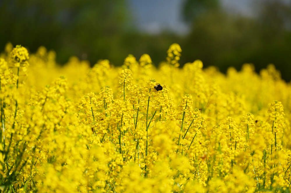 Photograph by Аверина Елена