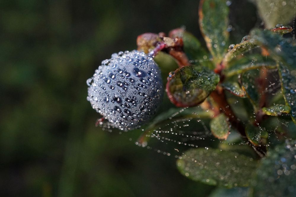 Photograph by Лена Максимкина