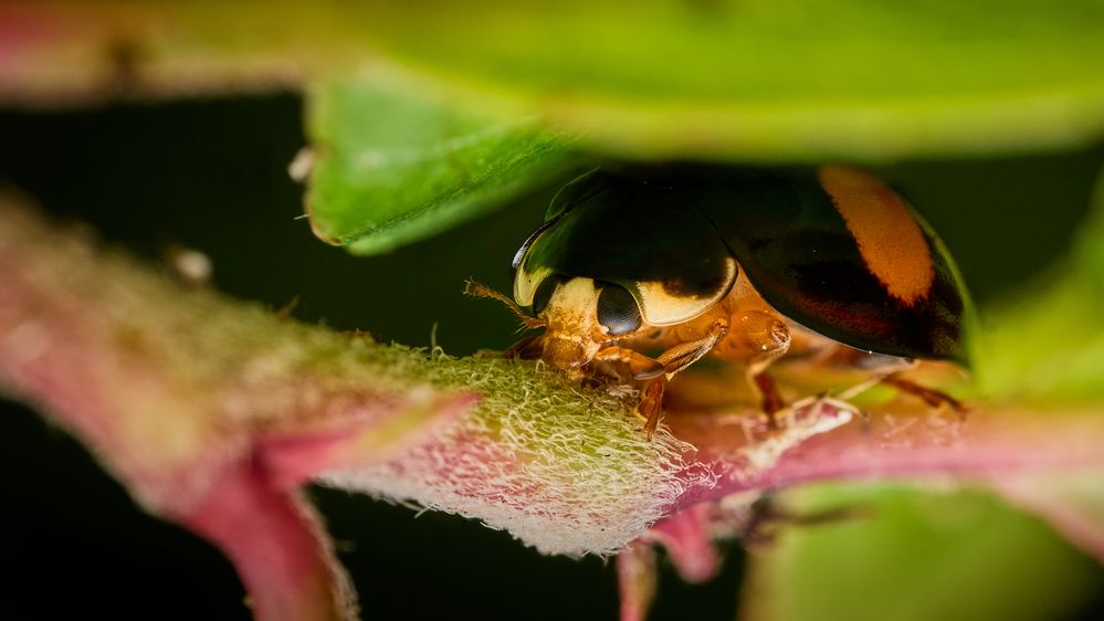 Ladybug