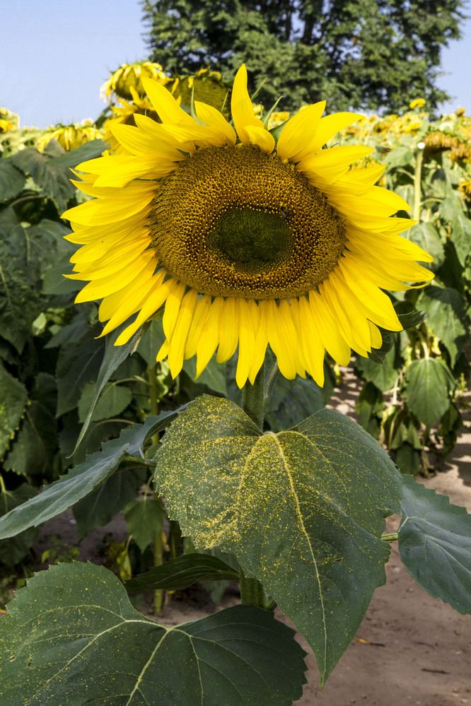 Photograph by Нестеренко Светлана
