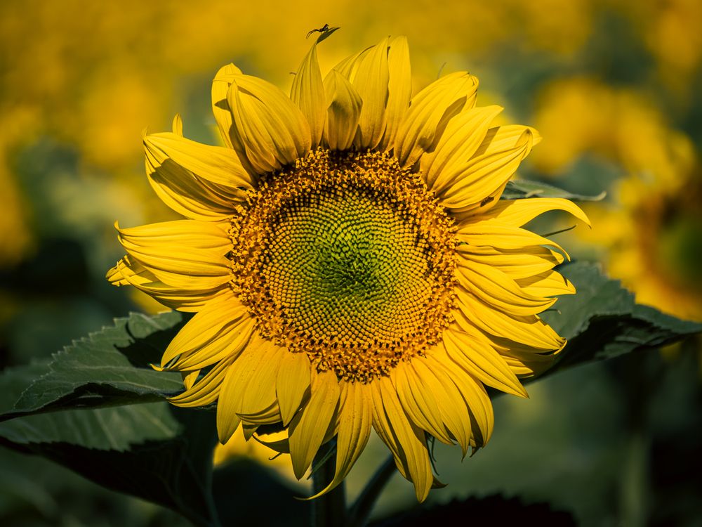 Photograph by Gergely Janovszky