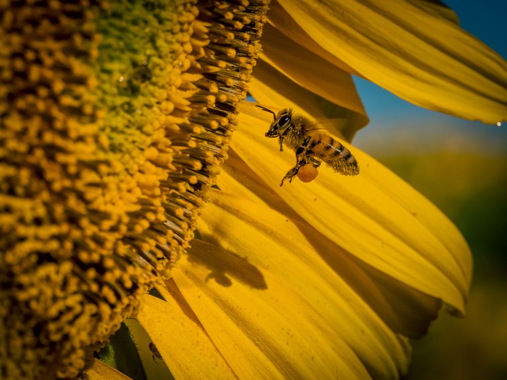 Photograph by Gergely Janovszky