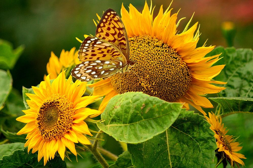 В подсолнухах ...