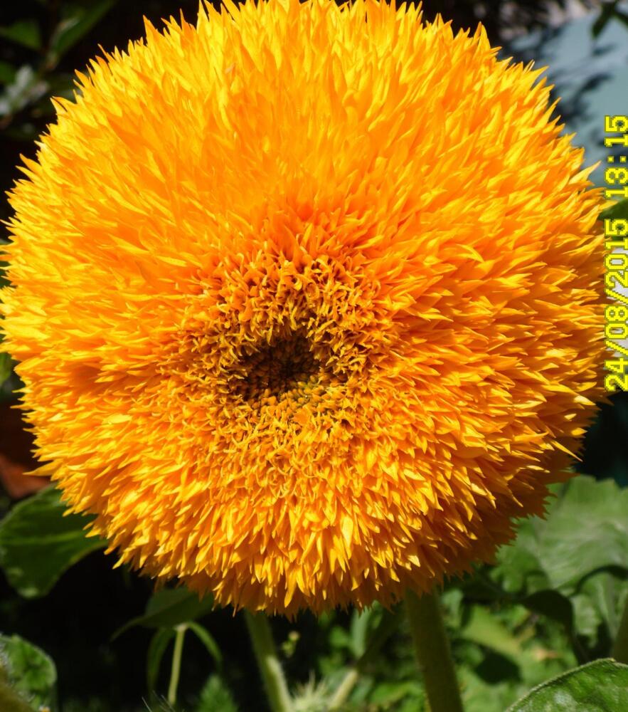 Photograph by Елена Сухорученкова