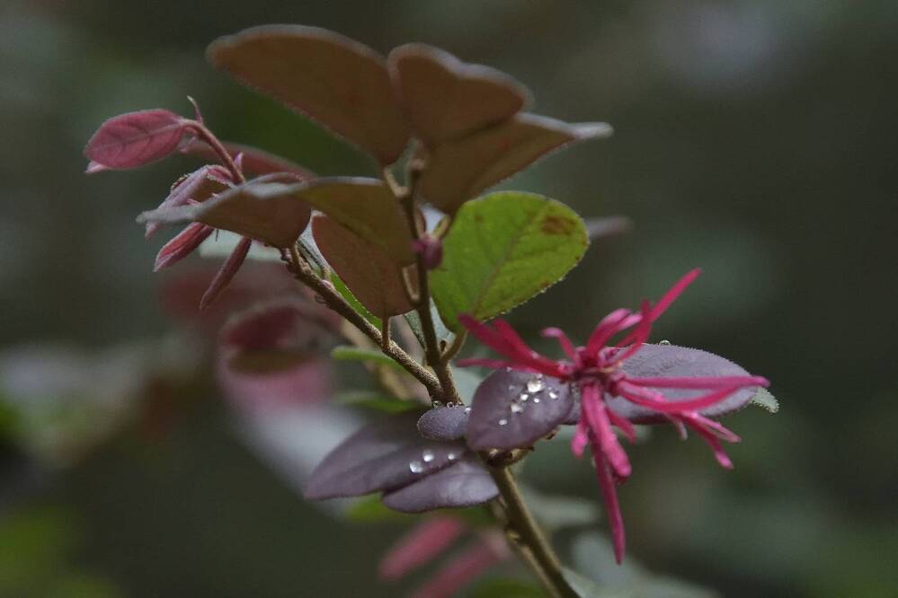 Photograph by Sudhakaran Kookiri