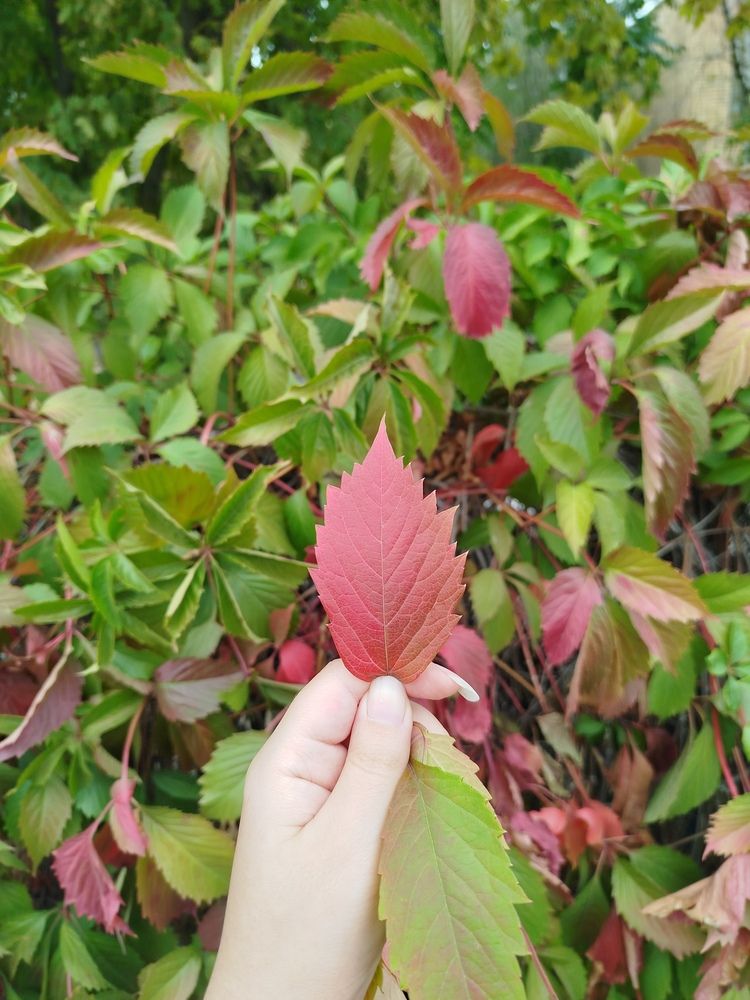 Photograph by Елизавета Слесарева