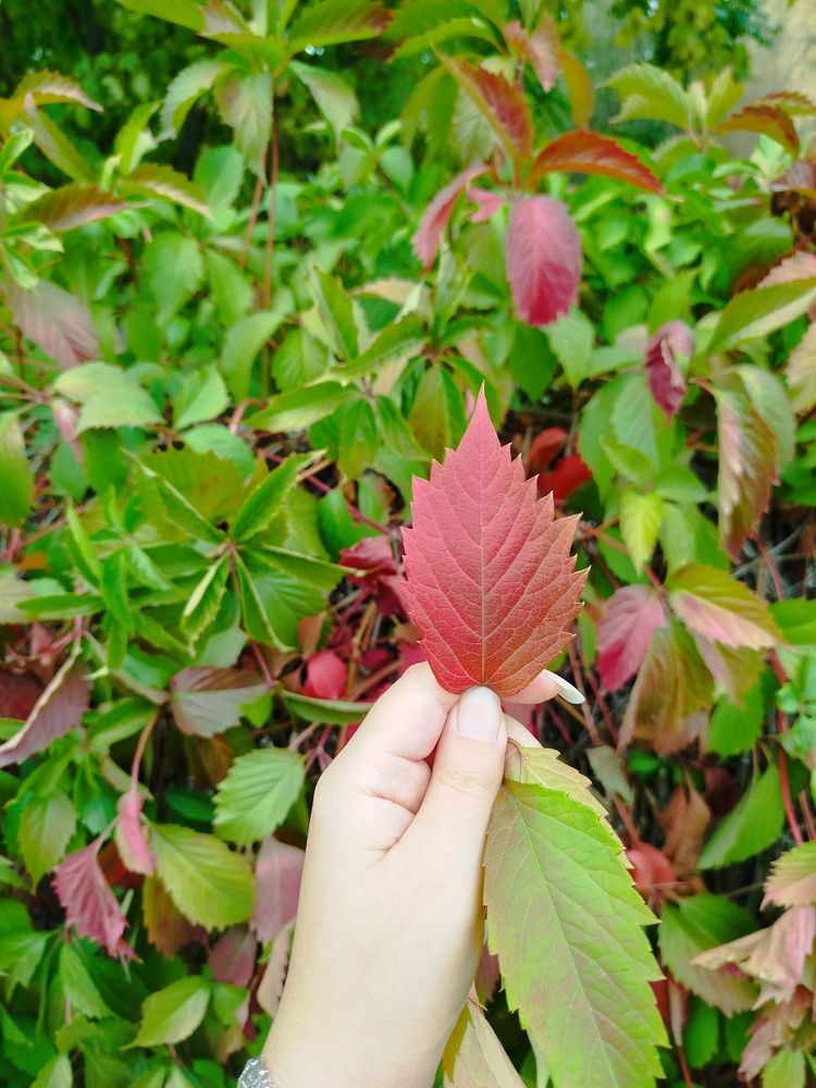 Photograph by Елизавета Слесарева