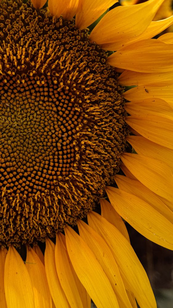 Photograph by Анна Голубцова