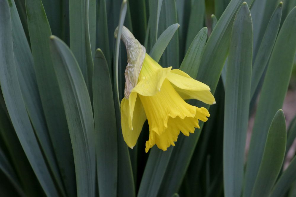 Фотография автора Николай Семенец