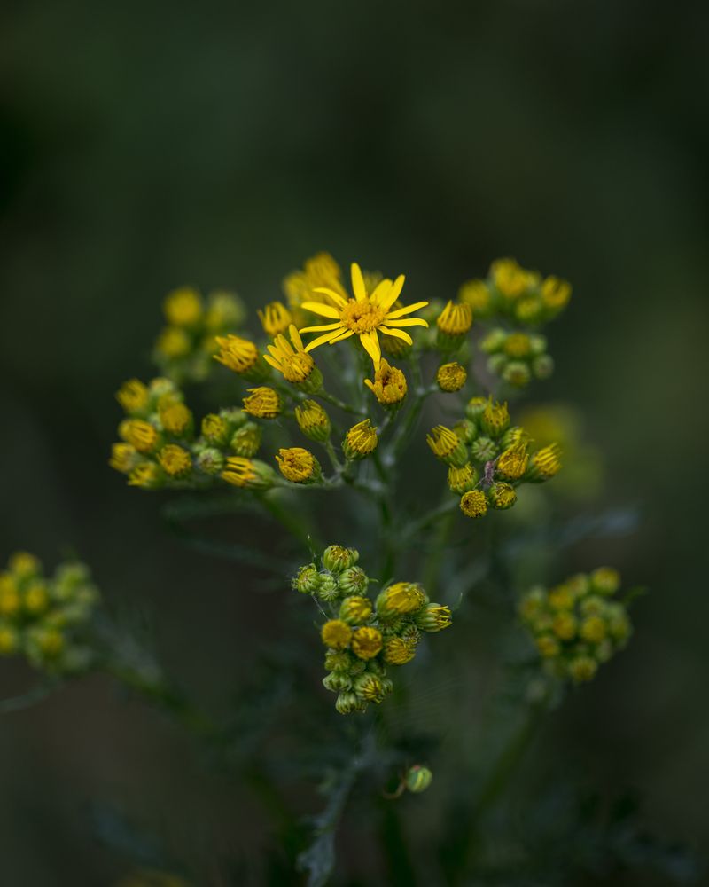 Фотография автора Uljana Kuchar