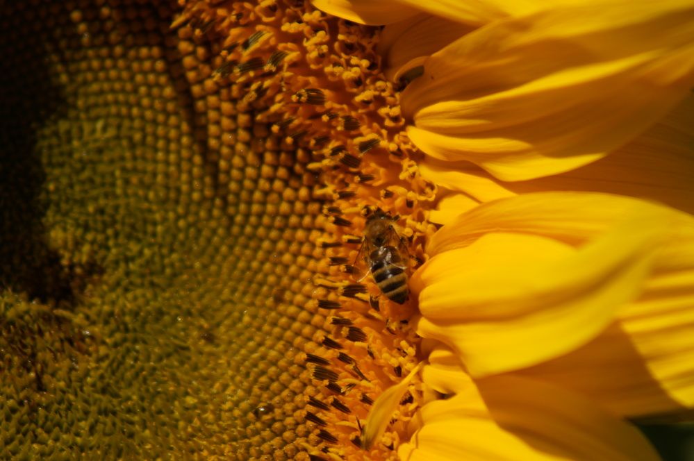 Photograph by Дарья Ринас