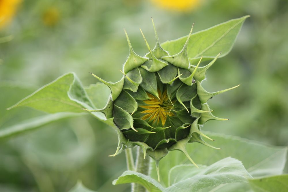 Photograph by Александр Бугаенко