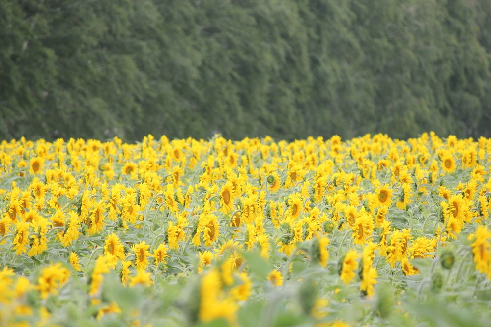 Photograph by Александр Бугаенко