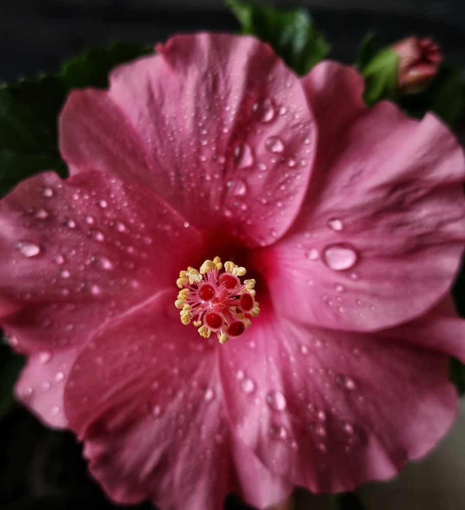 Photograph by Moon Moon Hossain