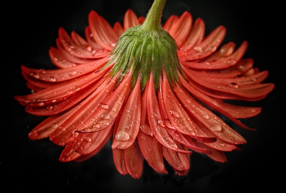 Photograph by Moon Moon Hossain