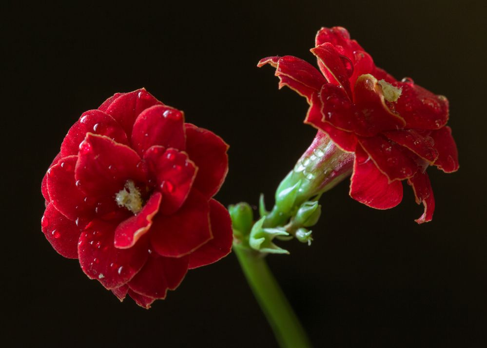 Photograph by Алексеев Сергей