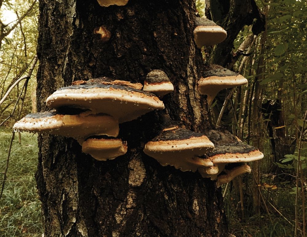 После дождика в лесу