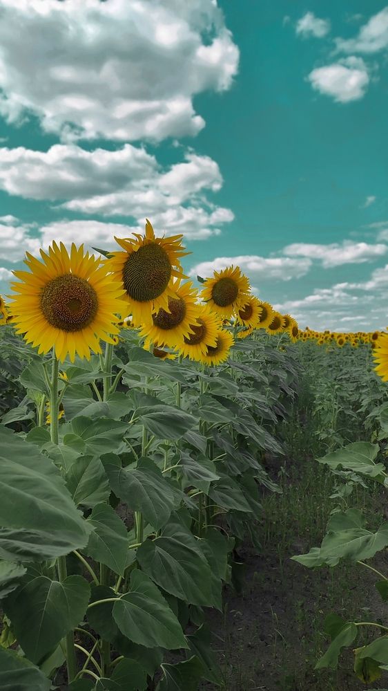 Фотография автора Ксанка Севостьянова