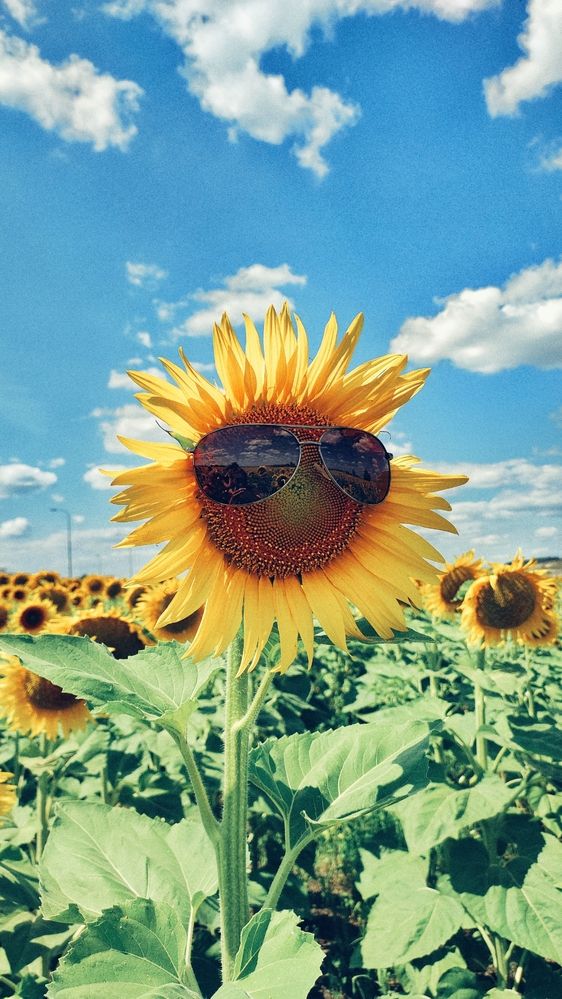 Фотография автора Ксанка Севостьянова
