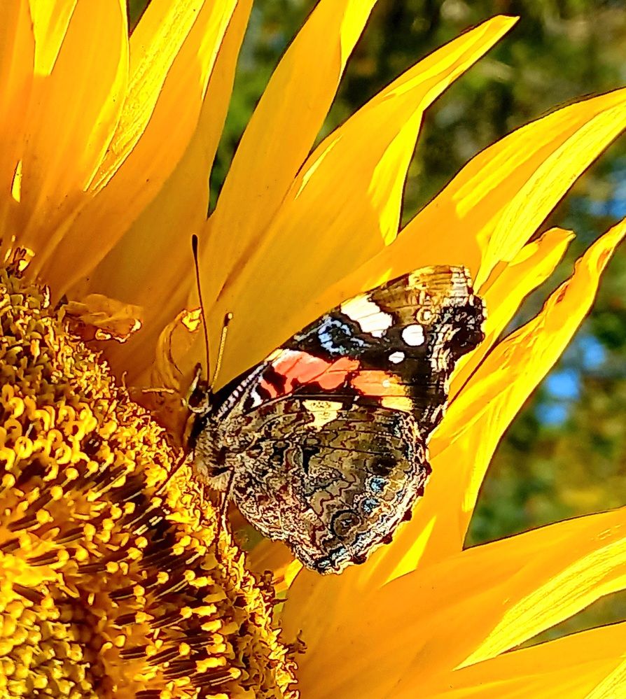 Photograph by Евгений Савулькин
