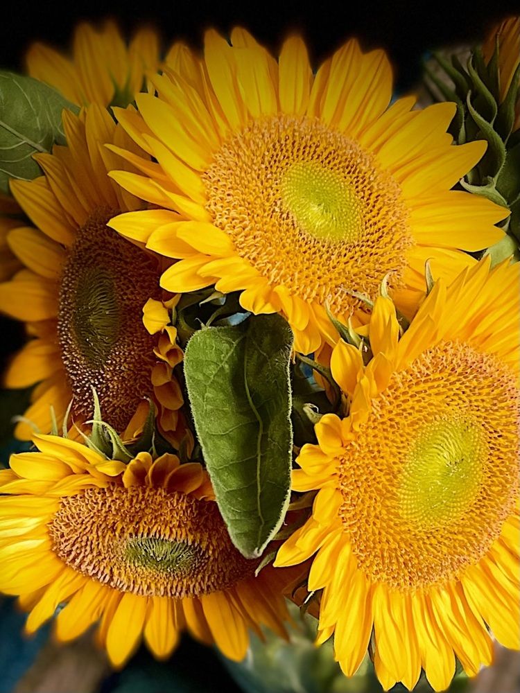 Фотография автора Olga Andriuc