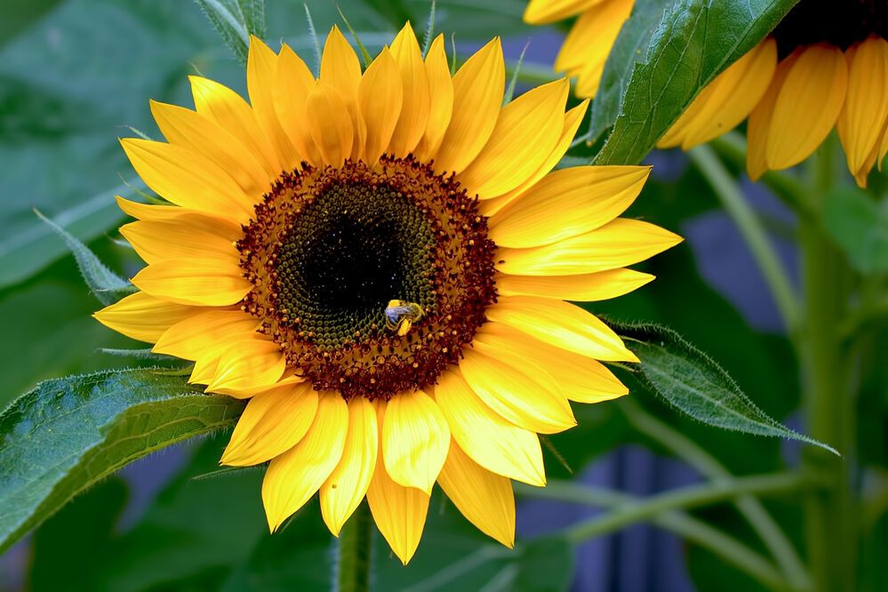 Photograph by A. G. Bisschop