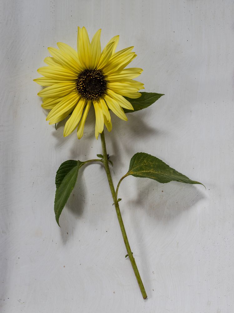 Фотография автора Uljana Kuchar